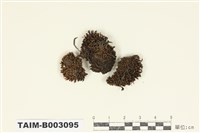 藏品(木靈苔科)的圖片